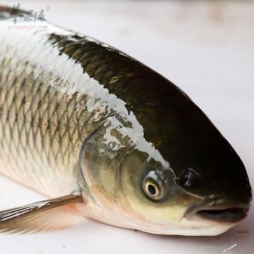 苹果绿 食材大全 营养价值草鱼这种美味的海鲜在我们的生活中是经常