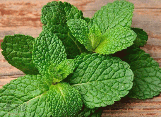 薄荷的功效多 缓解疼痛效果好