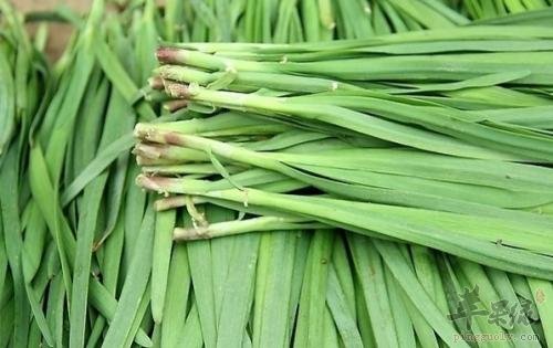 适合春分节气食用的蔬菜