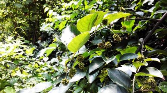 钩藤的毒副作用和服用禁忌