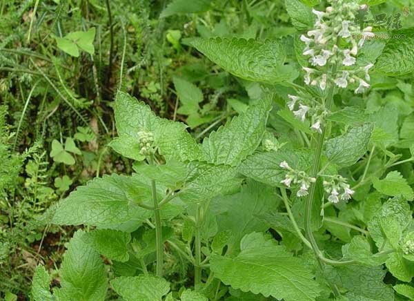 荆芥和薄荷的区别有哪些
