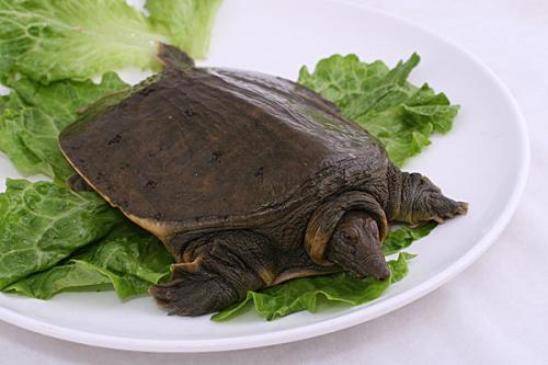 甲鱼不能和哪些食物一起食用