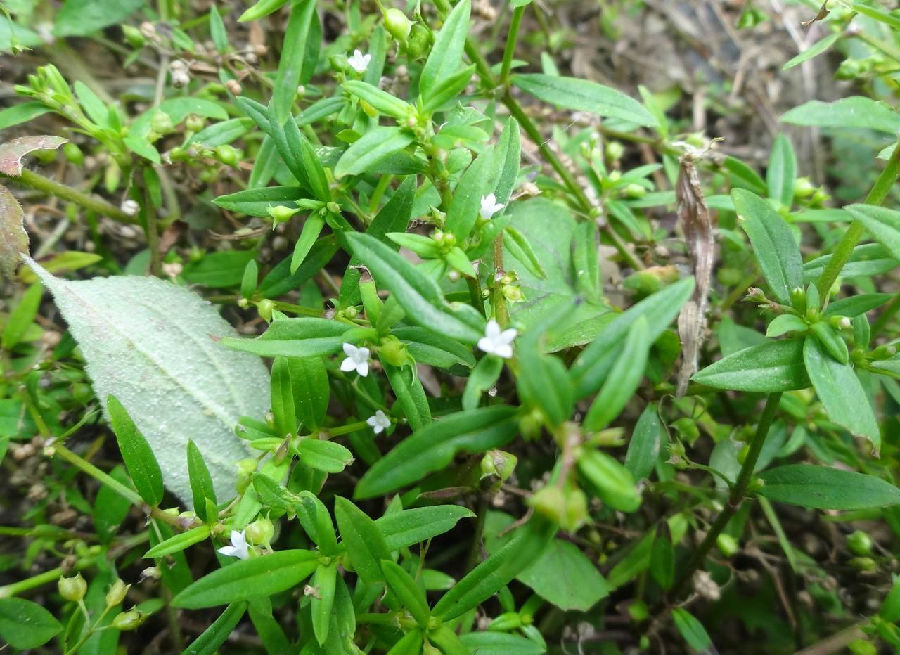 一起来了解了解白花蛇舌草 苹果绿