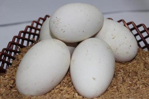 鹅蛋营养丰富 孕妇能否吃鹅蛋
