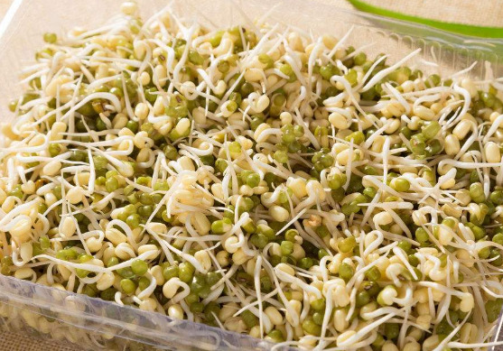 绿豆芽和黄豆芽的区别有哪些