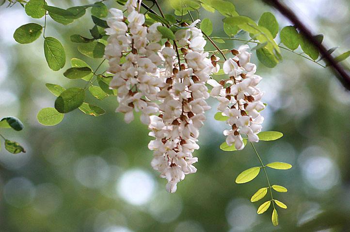 槐花高清