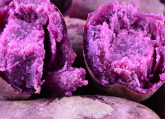 食用紫薯能否保護腸胃一起來看看