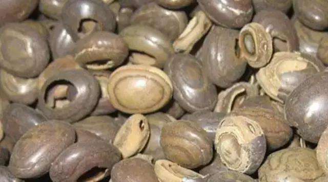 猴枣的功效和作用是有哪些