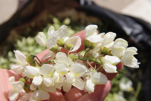 来看看槐花和槐米的区别有哪些