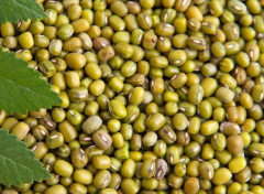 食用绿豆的保健功用与有关禁忌介绍