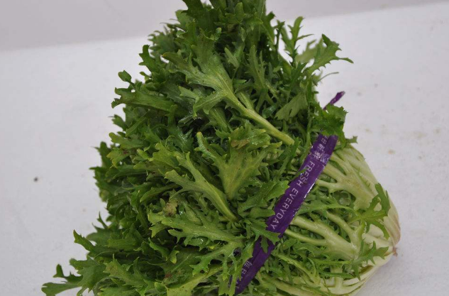 小孩子能不能吃苦菊