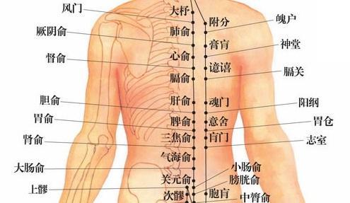 膀胱经的中医养生功效