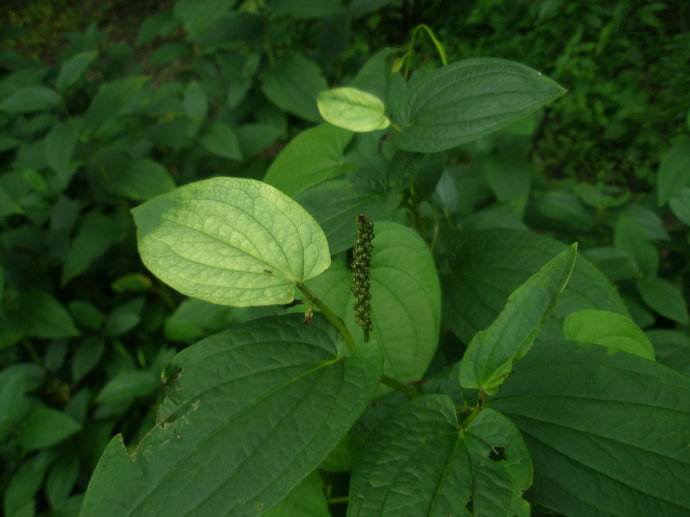 蘋果綠 中藥大全 功效與作用除了上面介紹的這些作用,我們服用三白草