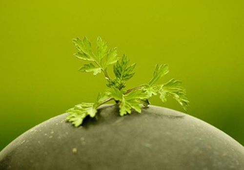 夏季蚊虫多 茶叶大蒜都能驱虫