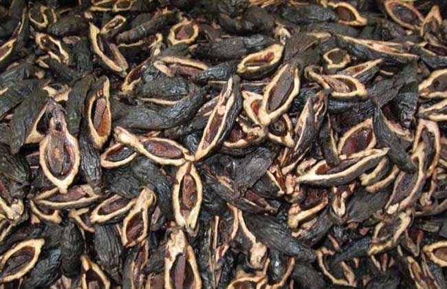 吃槟榔过量对健康危害大