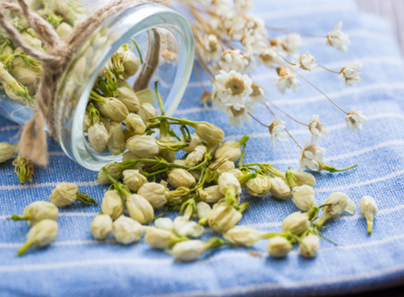 茉莉花茶的帮助与禁忌需知