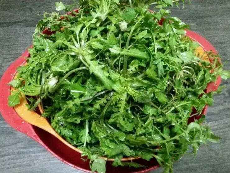吃荠菜根营养丰富 需要谨慎服用