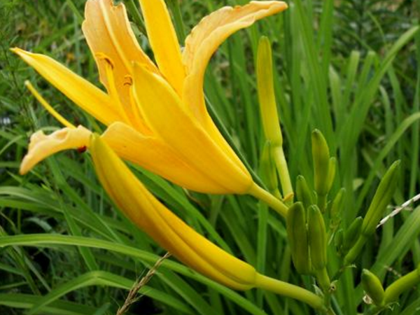 金针菜的做法有哪些 金针菜的作用