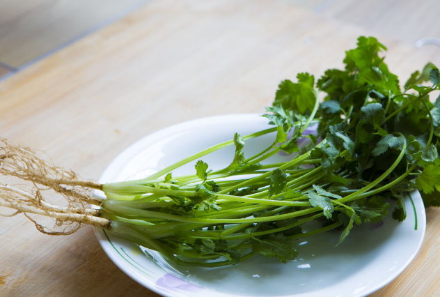 香菜根煮水退烧有用吗