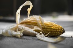 煮熟的玉米可以保存多久