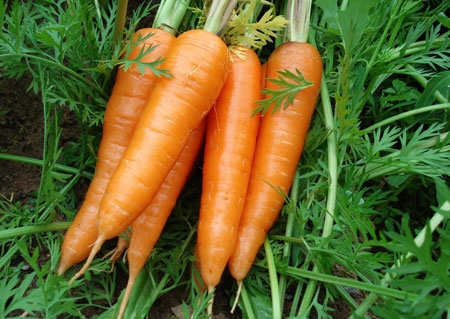 夏季通过饮食帮助有效排毒