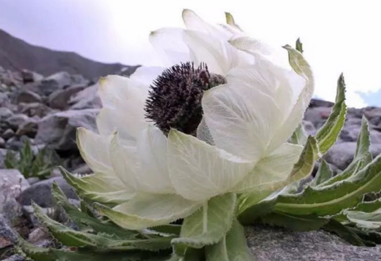 雪莲花怎么吃