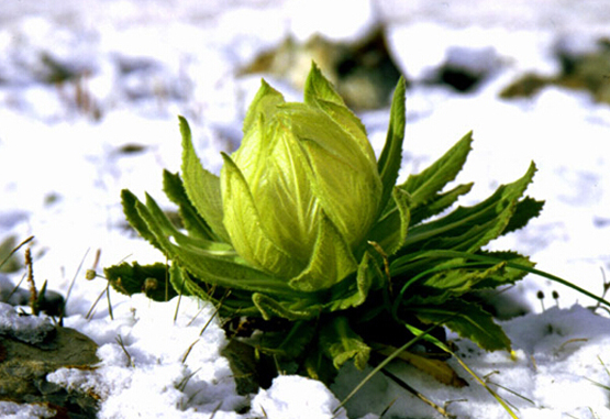 雪莲花吃什么_雪莲花怎么吃_雪莲花是吃花瓣还是中间的绒