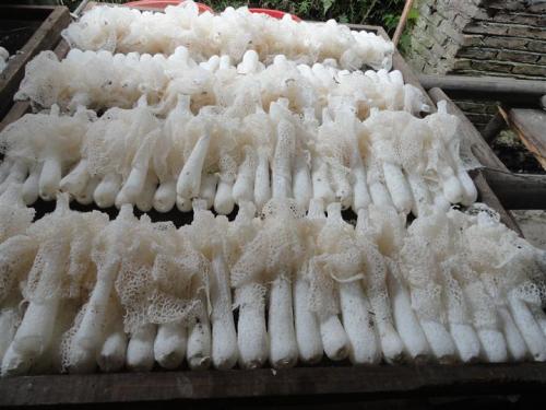 竹荪煮多久可以吃 竹荪怎么处理