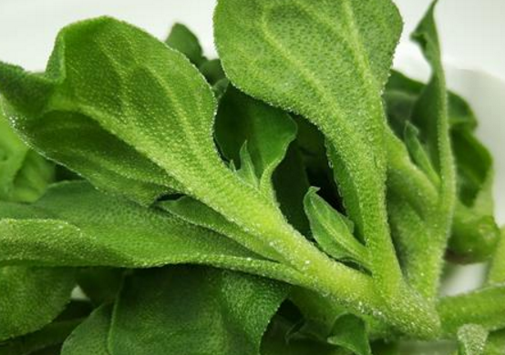 冰草怎么吃 冰草可以直接吃吗 冰草可以放冰箱吗 适宜人群 食用禁忌 苹果绿