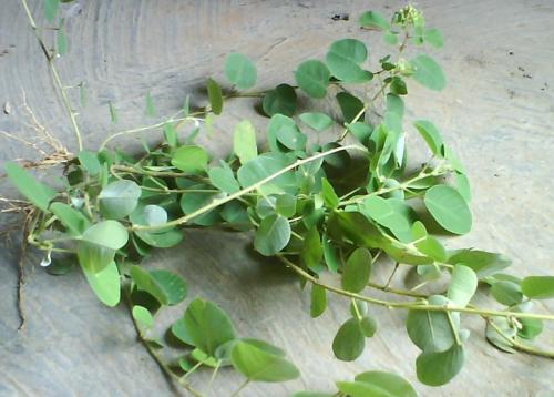 金钱草的一些食用方法