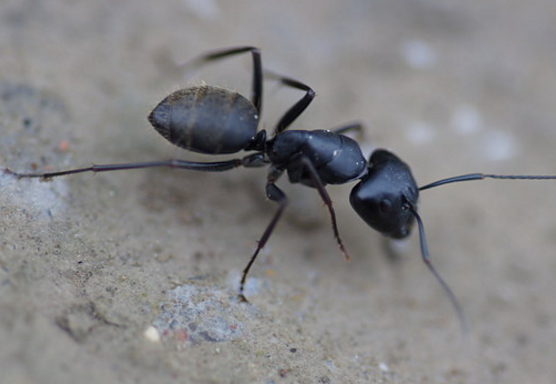 黑蚂蚁怎么吃