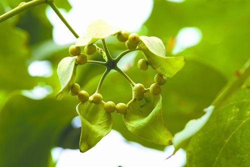 稻草人中梧桐子图片