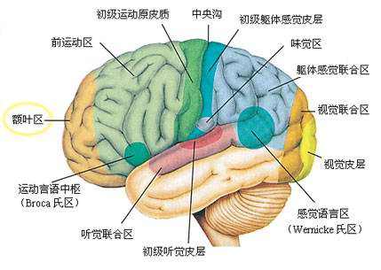 大脑供血不足吃什么药