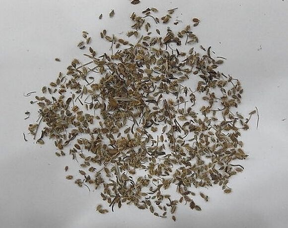 鹤虱的副作用是什么