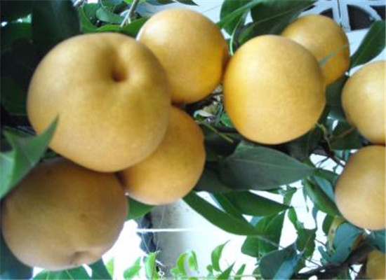 哪些人不宜食用鹅黄梨