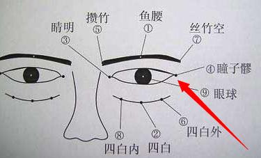 瞳子髎的位置和功效以及配伍应用