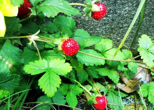 了解一下蛇莓和野草莓区别