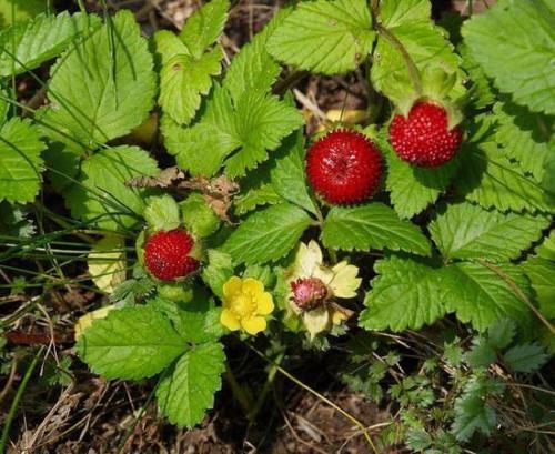 了解一下蛇莓和野草莓区别