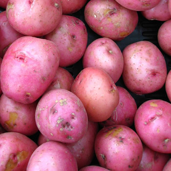 红土豆属于转基因吗 和正常土豆的不一样