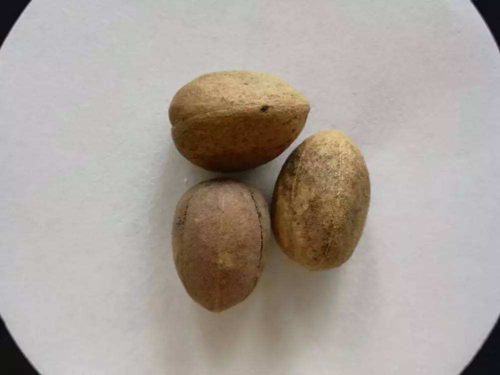 苹果绿 中药大全 功效与作用巴豆对大家来是比较熟悉的,在平时会有