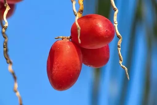 秋季养生如何吃 这些食物不能少