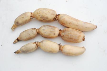 藕节有药用价值 帮你了解藕节