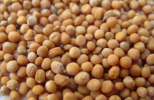 哪些人不适合食用芥子 副作用有哪些