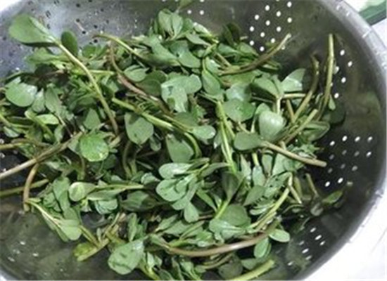 蚂蚁菜的营养价值与食用方法