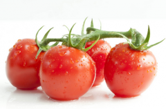 西紅柿的注意事項 不能盲目吃西紅柿