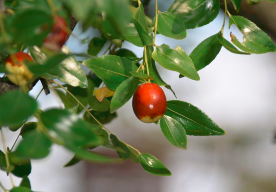 枣子吃多怎么办