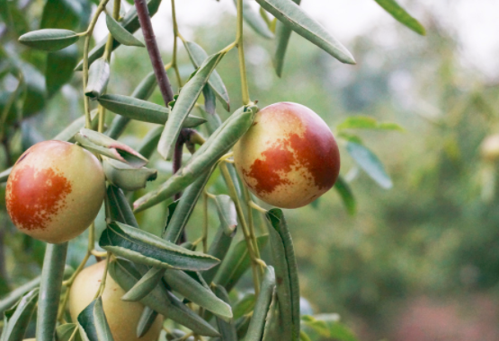 枣子吃多怎么办
