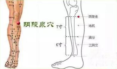 阳陵泉作用图片