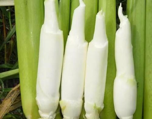 篙芭用不用去皮 篙芭需要焯水吗