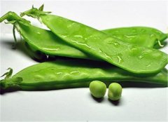 【吃荷兰豆的好处】